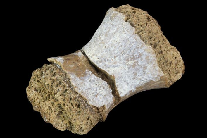 Fossil Phytosaur Toe Bone - Arizona #102437
